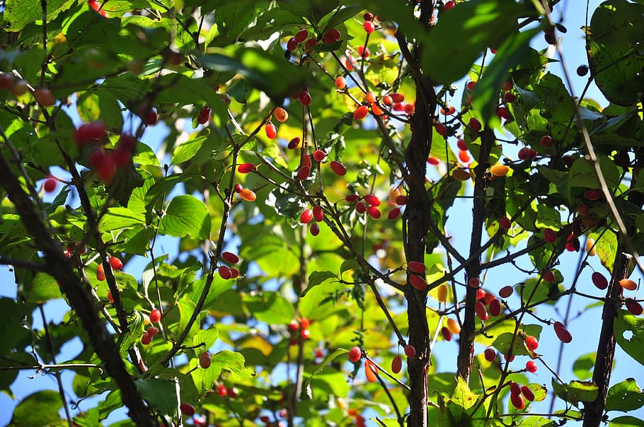 nature, wood, forest, autumn, autumn leaves, sky, landscape HD wallpaper