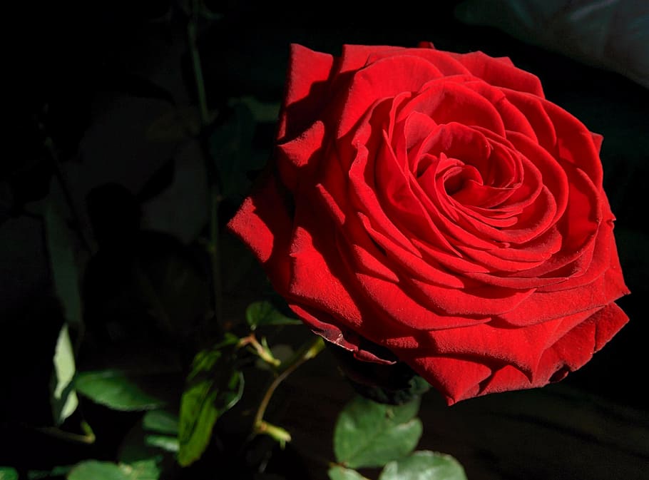 rose, flower, sun, closeup, red, bright, blossom, flowering plant HD wallpaper