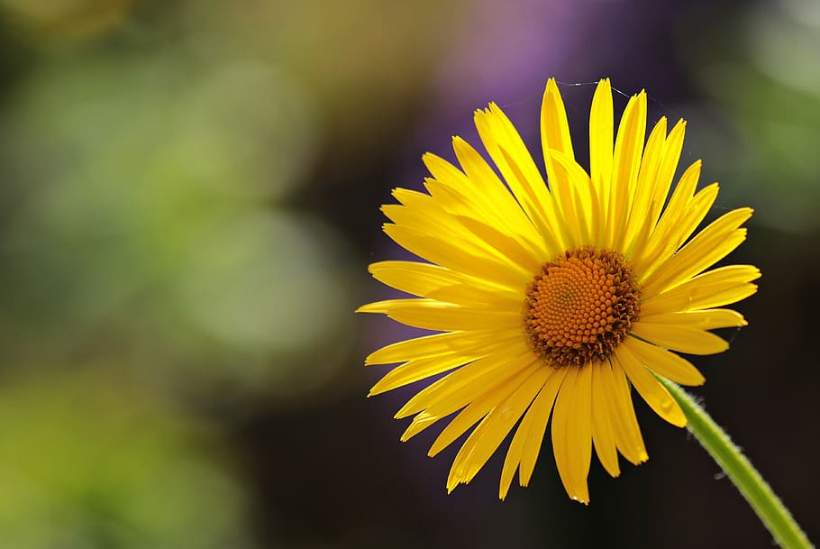 selective focus photography of yellow petaled flower, daisies HD wallpaper