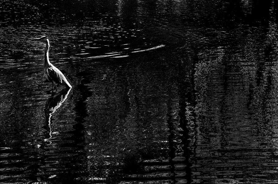 Bird in water, animals, nature, black And White, no People, one animal HD wallpaper