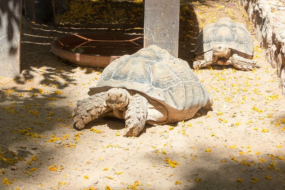 turtle, zoo, giant tortoise, reptile, animal wildlife, animal themes HD wallpaper