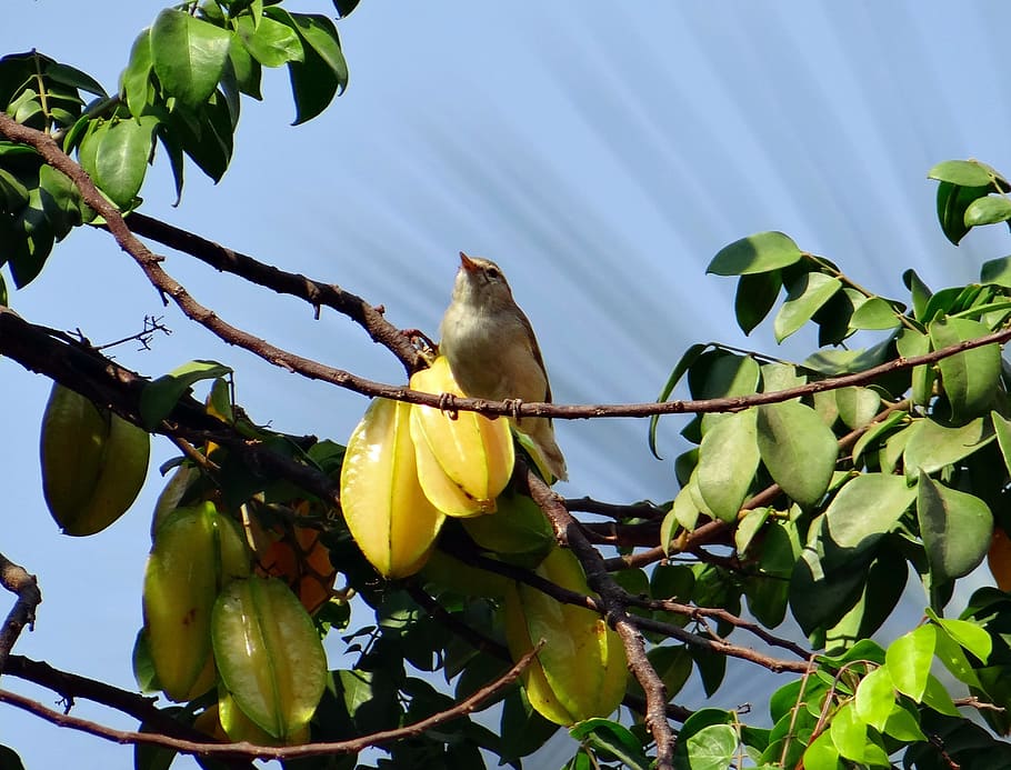 Leaf Warbler, Dharwad, India, Bird, Fly, wings, feather, wildlife HD wallpaper