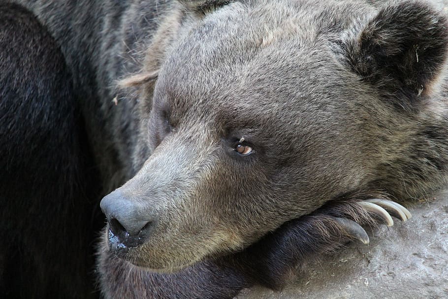 Bear, Wildlife, Brown, Animal, background, park, mammal, forest HD wallpaper