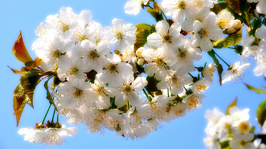 cherry, spring, flowers, tree, nature, branch, springtime, white HD wallpaper