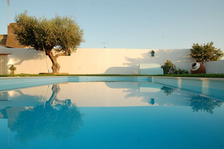 tree near the swimming pool, water, reflection, olive, summer HD wallpaper