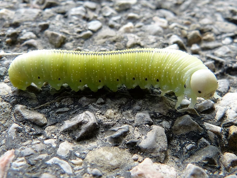 macro photography of tobacco hornworm, light green, caterpillar HD wallpaper
