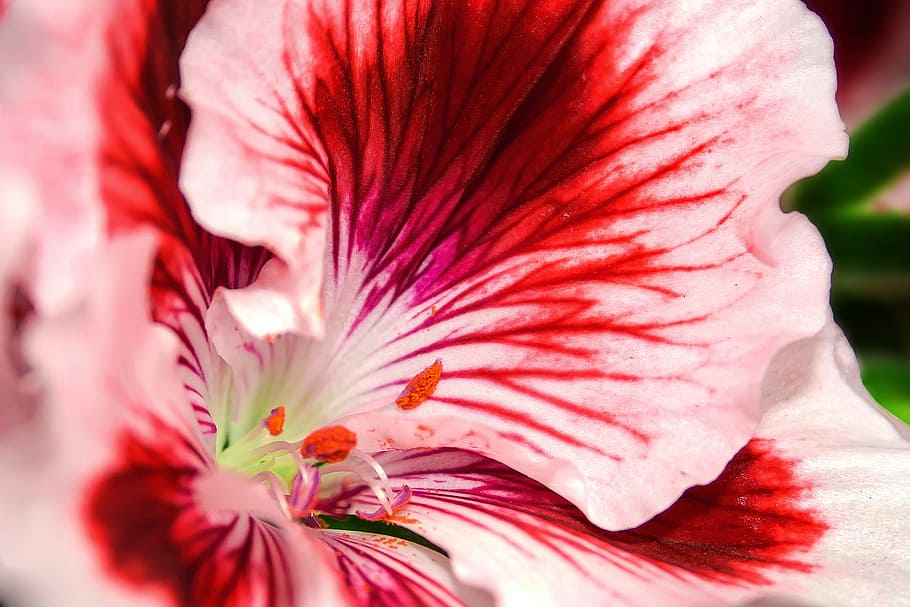 edelgeranie, pelargonium, flower, geranium, blossom, bloom HD wallpaper