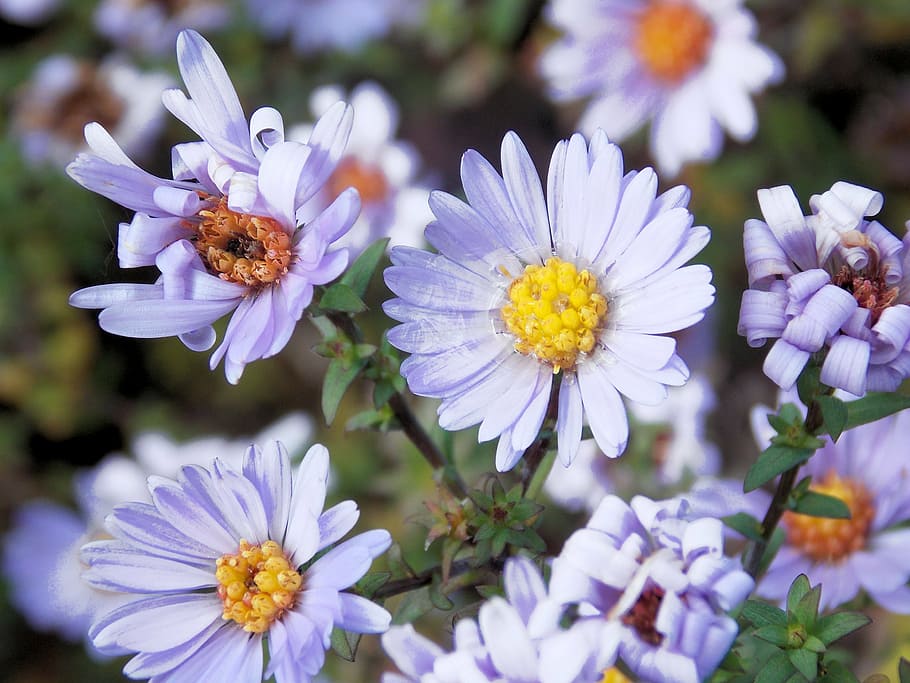 flowers, meadow, daisy, spring, nature, plant, summer, petal HD wallpaper
