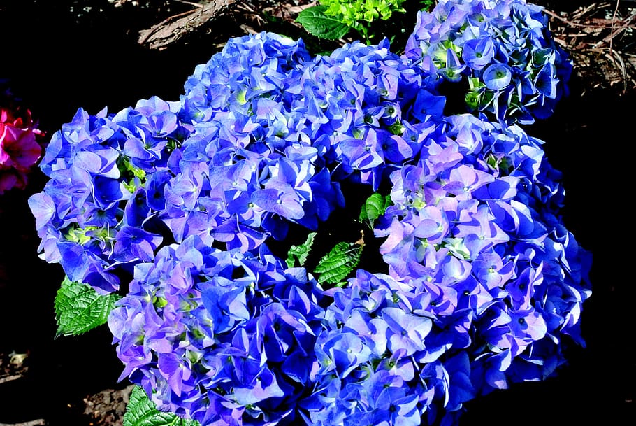 hydrangea, blue, blossom, bloom, flower, garden, nature, greenhouse hydrangea HD wallpaper
