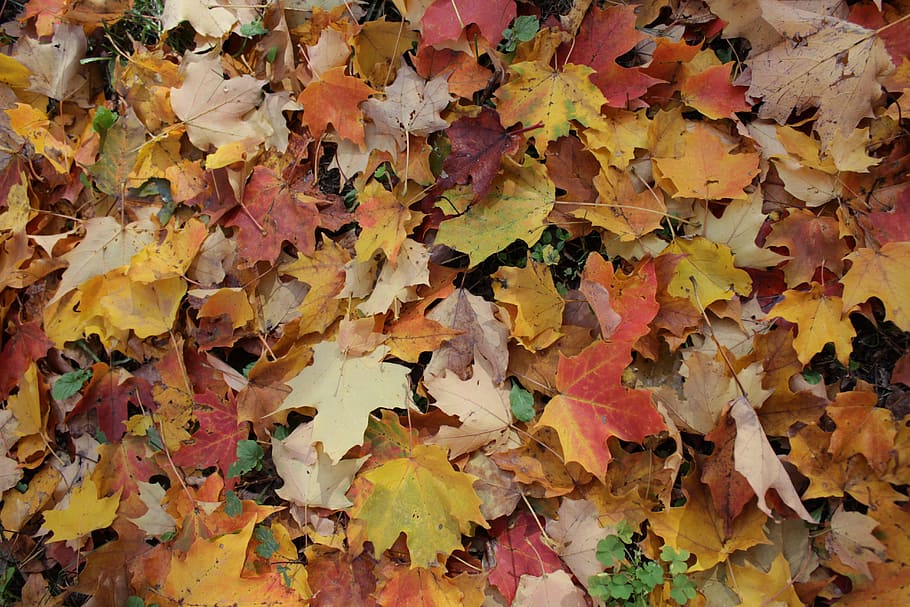 maple, foliage, leaves, fall, autumn, season, orange, nature HD wallpaper