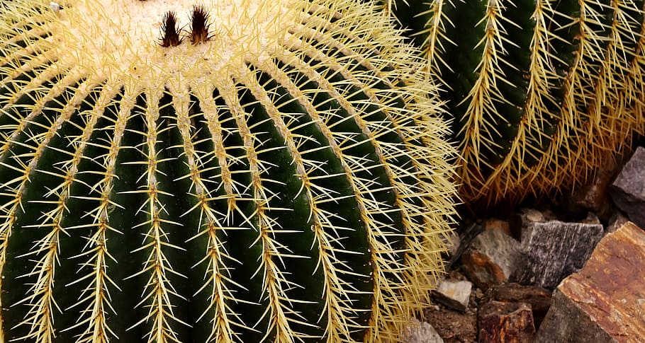 echinocactus, mexico, rip, golden ball cactus, green, plant HD wallpaper