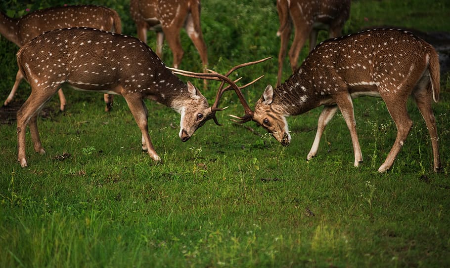 deer, fight, environment, natural, wildlife, animal, grass HD wallpaper