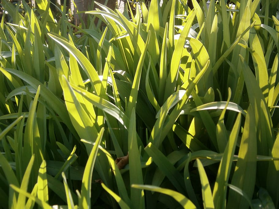 green, leaves, plant, flora, nature, green color, growth, beauty in nature HD wallpaper