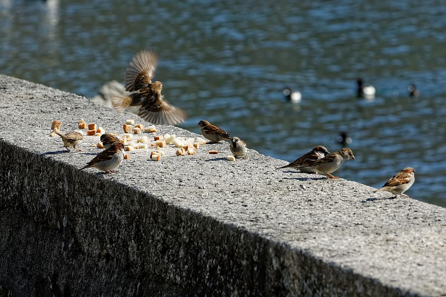 birds, lake, water, animal, flight, nature, geneva, lac, leman, HD wallpaper