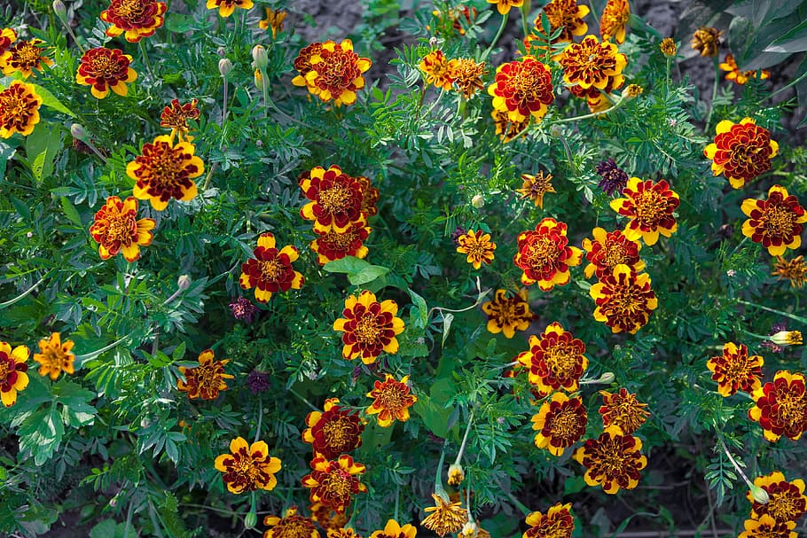 Marigold, Lot, Orange, a lot, yellow, green, summer, flowers HD wallpaper