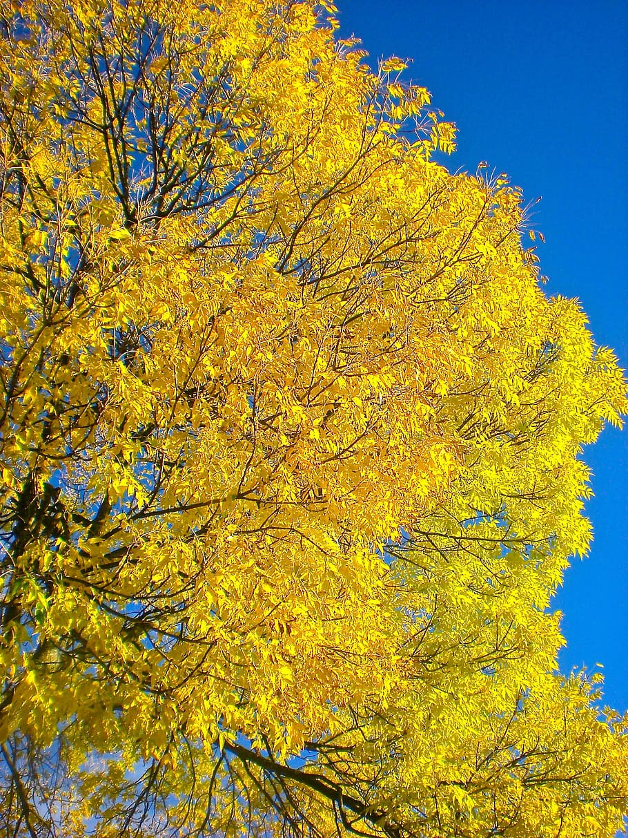 Autumn, Tree, Stockholm, yellow, leaf, change, nature, plant HD wallpaper