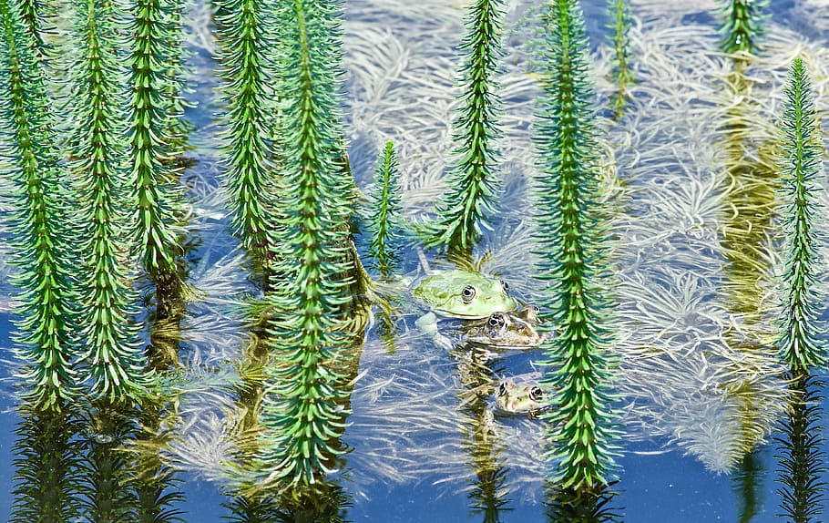 frogs, frog couple, toad, amphibians, green, pond, animal, sitting frog HD wallpaper