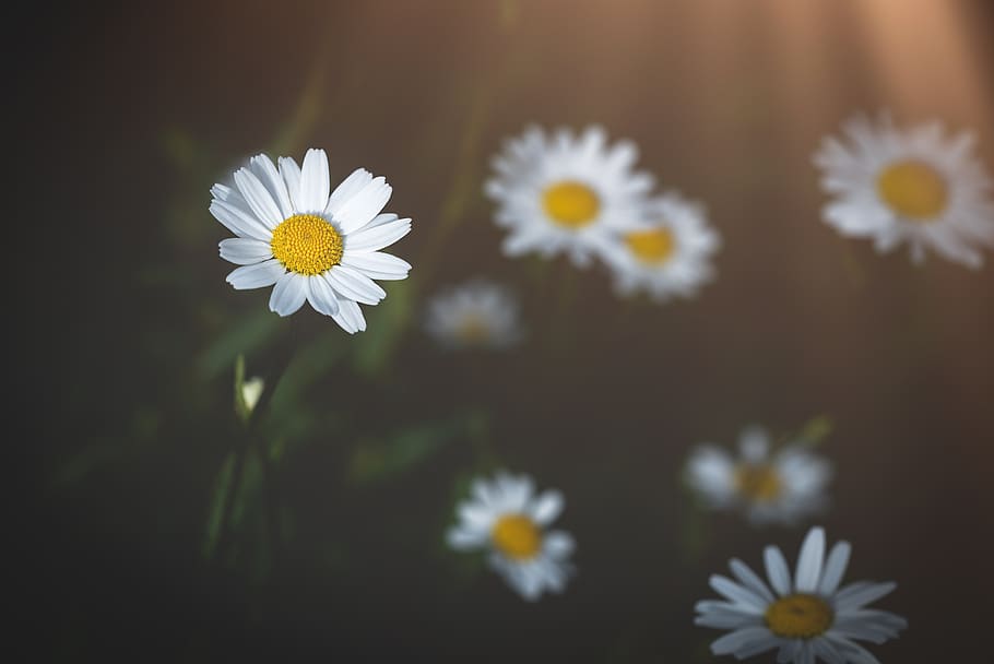daisy, flower, pointed flower, white, white flower, meadow HD wallpaper