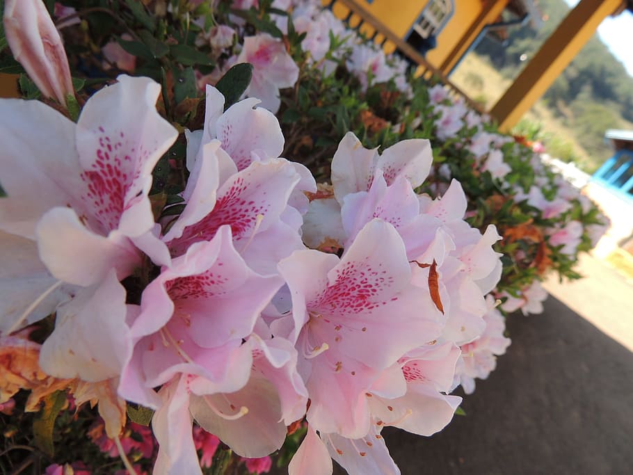 flower, white flower, spring, summer, pink flower, sunny, balcony HD wallpaper