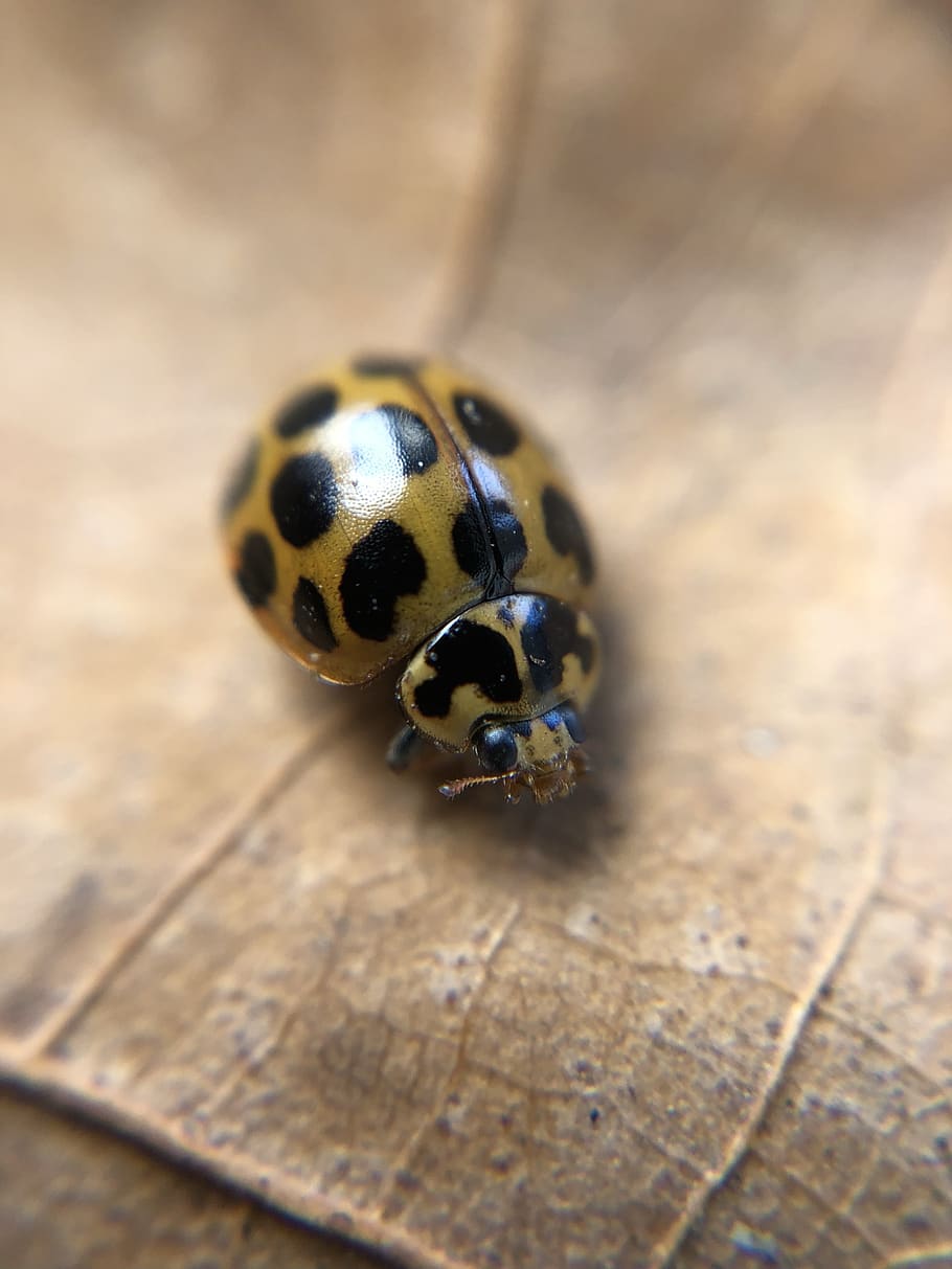 ladybug, ladybird, insect, nature, spots, creature, one animal HD wallpaper
