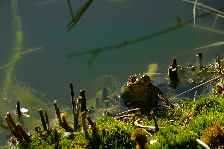 waters, nature, toad, pond, plant, lake, growth, day, green color HD wallpaper