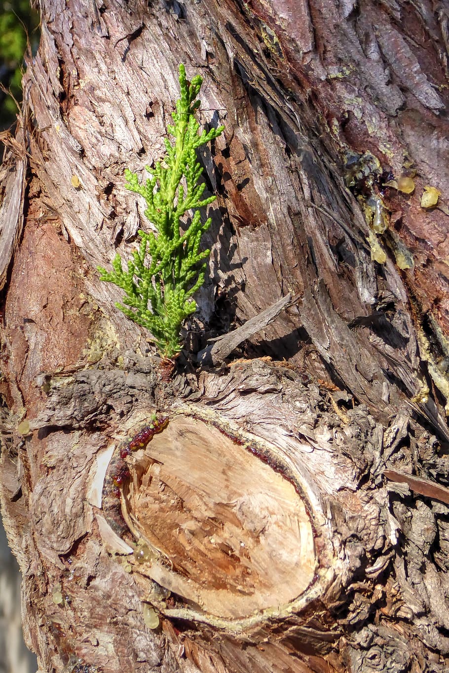 sapling, pine tree, bark, green, growth, small growth, plant, HD wallpaper