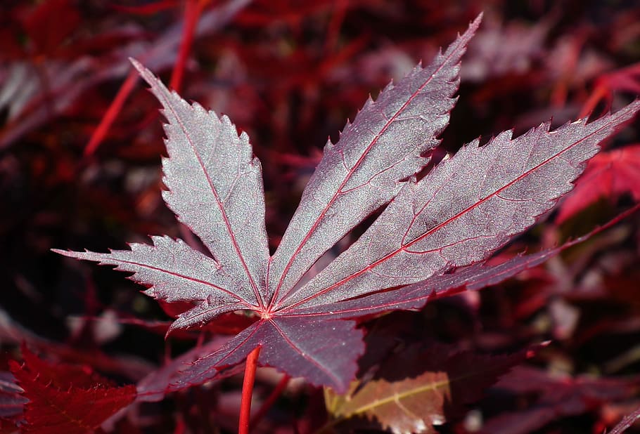 japanese maple, tree, leaf, spring, closeup, plant part, red HD wallpaper