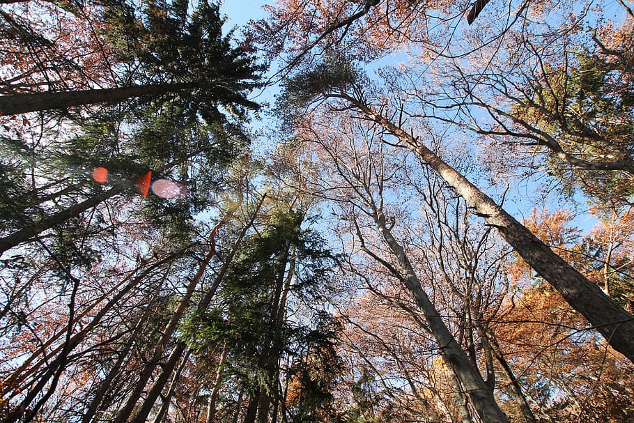 forest, autumn, trees, sky, glade, plant, low angle view, branch HD wallpaper