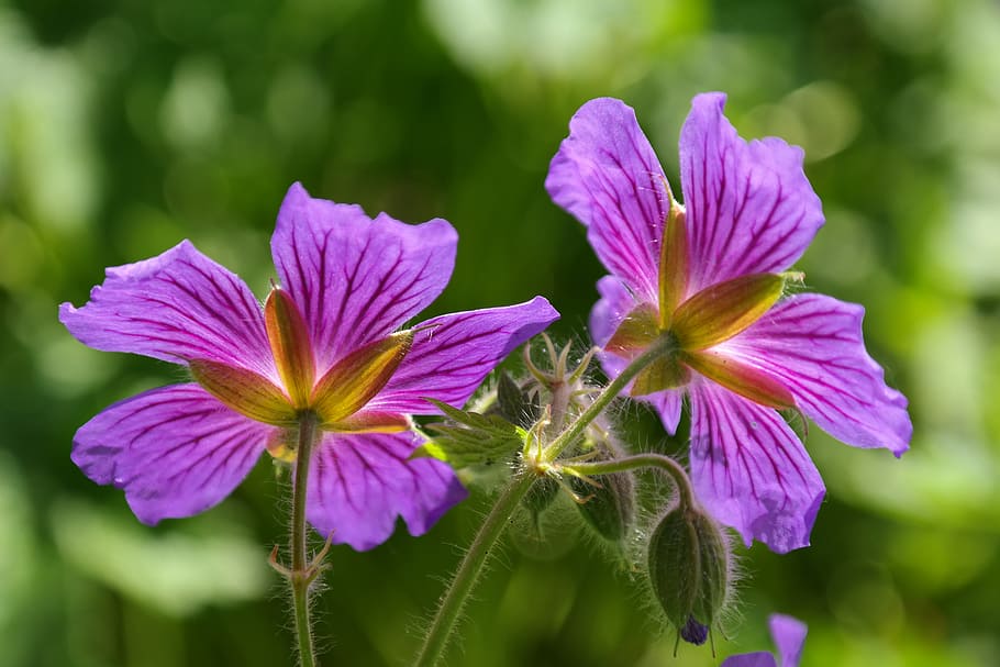 cranesbill, blossom, bloom, plant, flower, violet, purple, geranium platypetalum HD wallpaper