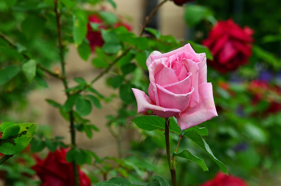 selective focus photography of pink rose flower in bloom, roses HD wallpaper