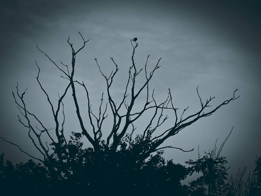 Tree, Gloomy, Mood, Dark, Mystical, lighting, landscape, branches HD wallpaper