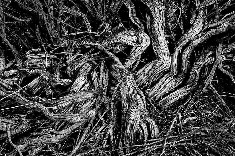 grayscale photograph of grass, scattered tree branches, bush HD wallpaper