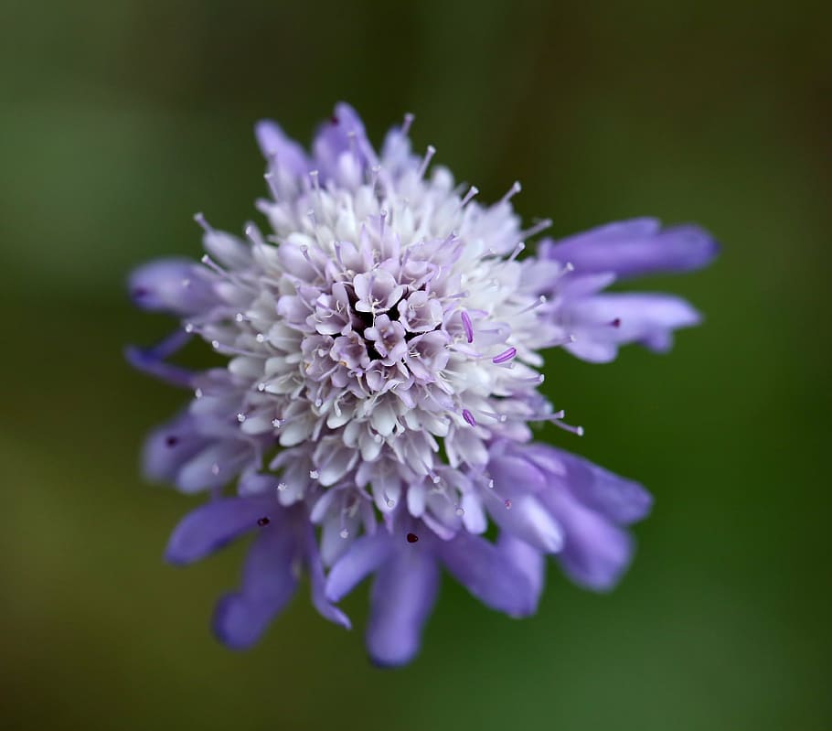 scabious, purple, blue, nature, flora, flower, flowering plant HD wallpaper