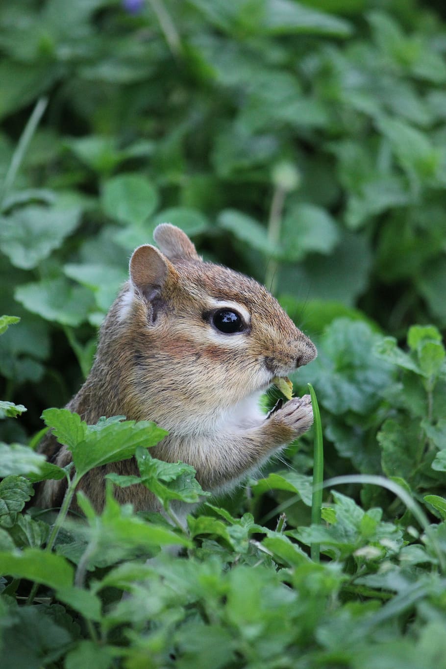 Chipmunk, Nature, Rodent, Animal, Grass, one animal, animal wildlife HD wallpaper