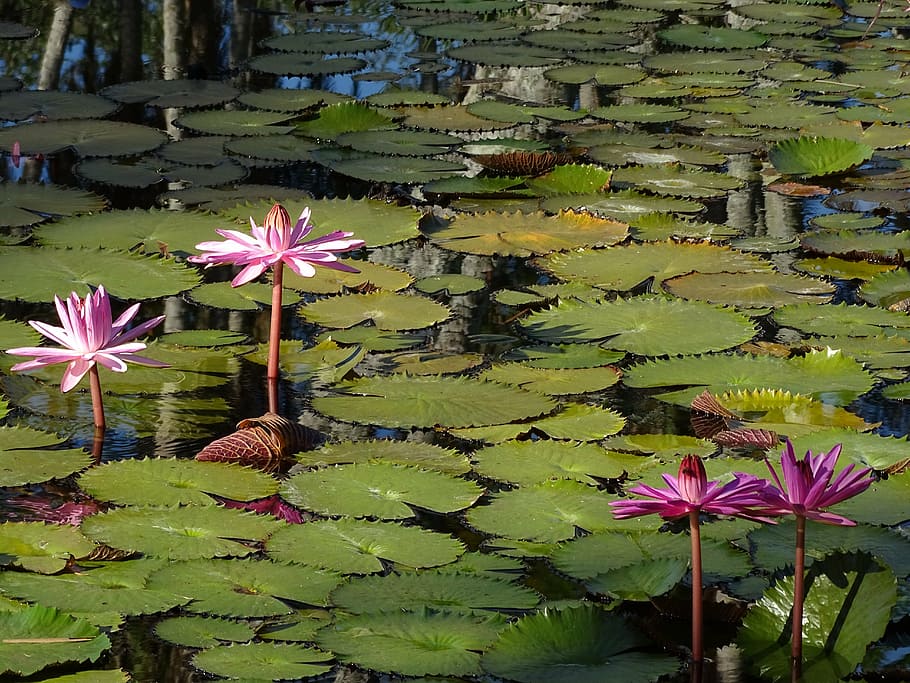 waterlily, pink, flower, nature, blossom, pond, flora, tropical HD wallpaper