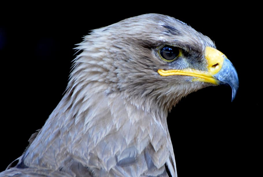 eagle, bird, bird of prey, beak, babu, animal themes, one animal HD wallpaper