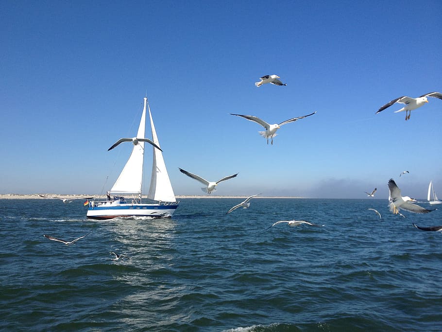 flock of sea gull flying, Sailing Boat, Gulls, North Sea, blue HD wallpaper