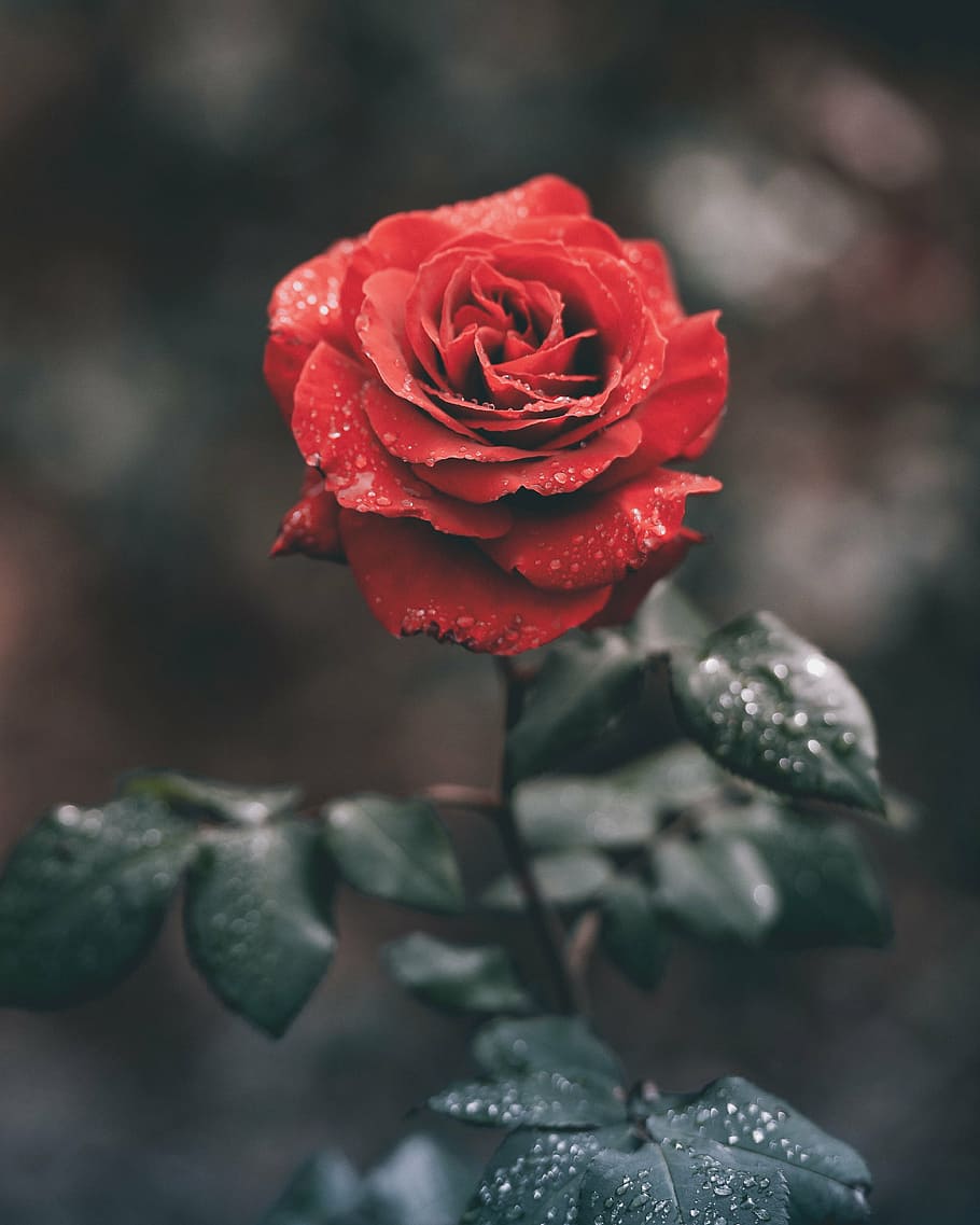 red rose selective photography, roses, flower, green, leaf, plant, HD wallpaper