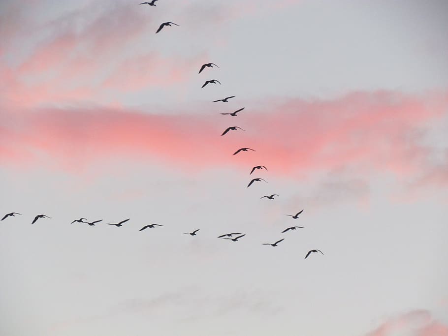 migration, bird, clouds, group of birds, air, fly, migratory birds HD wallpaper