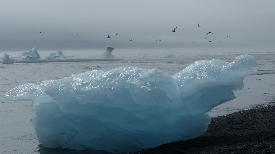 iceland, iceberg, glacier, ocean, beach, water, animals in the wild HD wallpaper