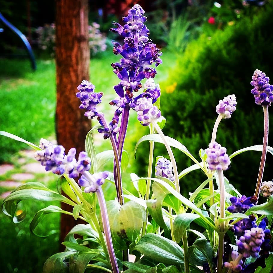 Sage, Plants, Violet, Nature, Garden, purple flower, purple flowers HD wallpaper