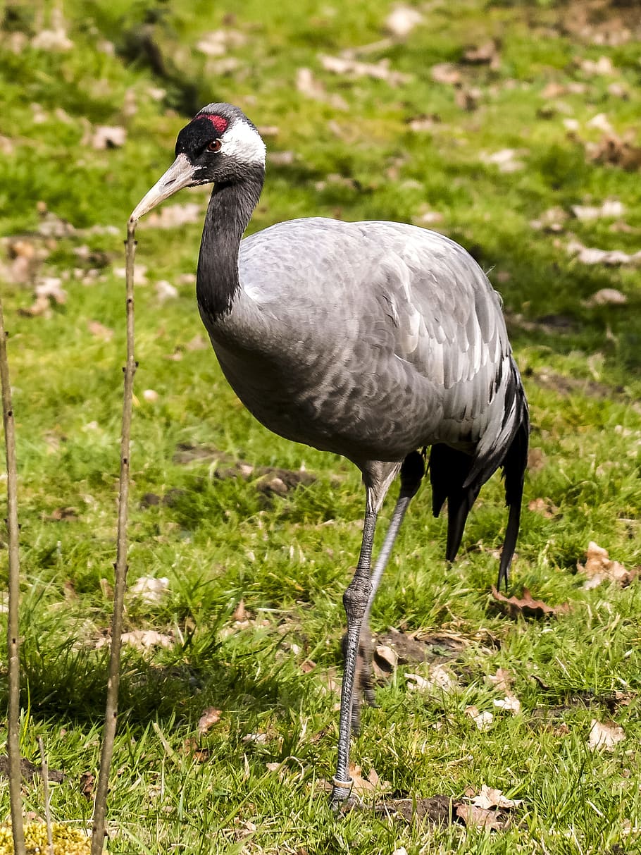 Crane, Bird, Nature, Animal, wildlife, beak, feather, animals In The Wild HD wallpaper