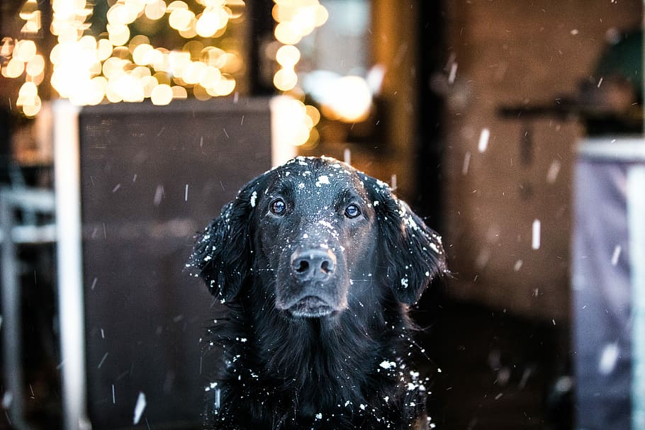 black coated dog, adult black Labrador retriever sitting during snow season HD wallpaper