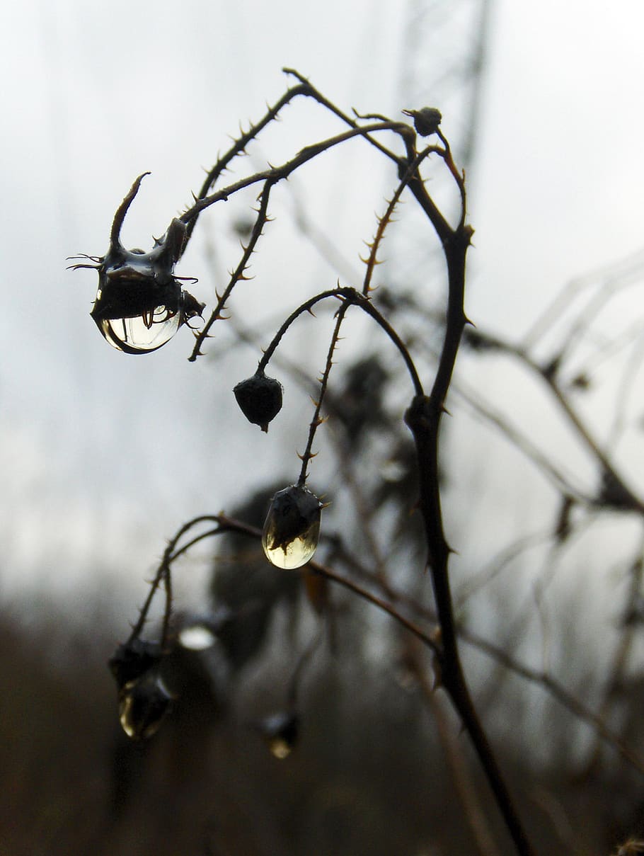 dew drop, autumn, plant, nature, close-up, focus on foreground HD wallpaper