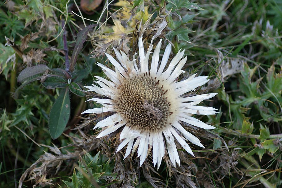 silver thistle, flower, blossom, bloom, swiss alps, alpine flower HD wallpaper