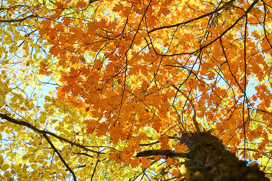 yellow, autumn, leaves, tree, branches, high, live, nature HD wallpaper