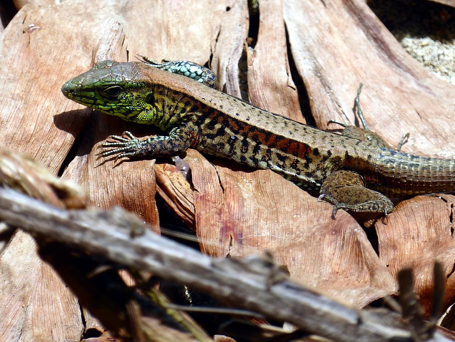 lizard, costa rica, cahuita, animal themes, reptile, animal wildlife HD wallpaper