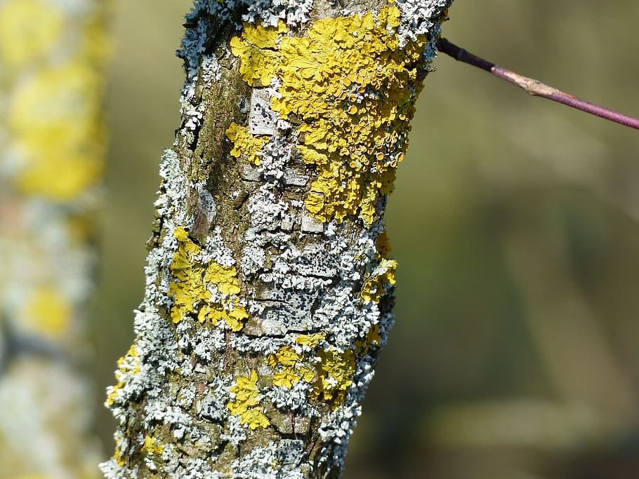 Lichen, Leaf, Braid, schuesselflechte, leaf braid, blue grey HD wallpaper