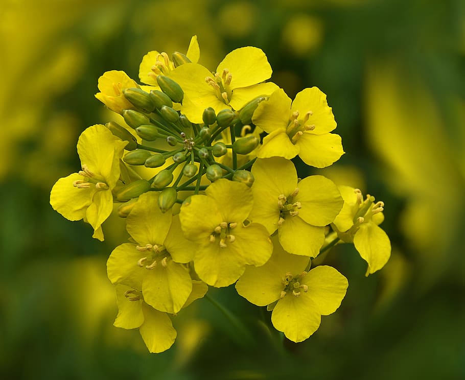 Rape, Blossoms, Yellow, rape blossoms, bright, nature, flower HD wallpaper