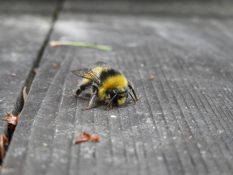 Hummel, Nature, Insect, Close, Animal, bee, close-up, macro HD wallpaper